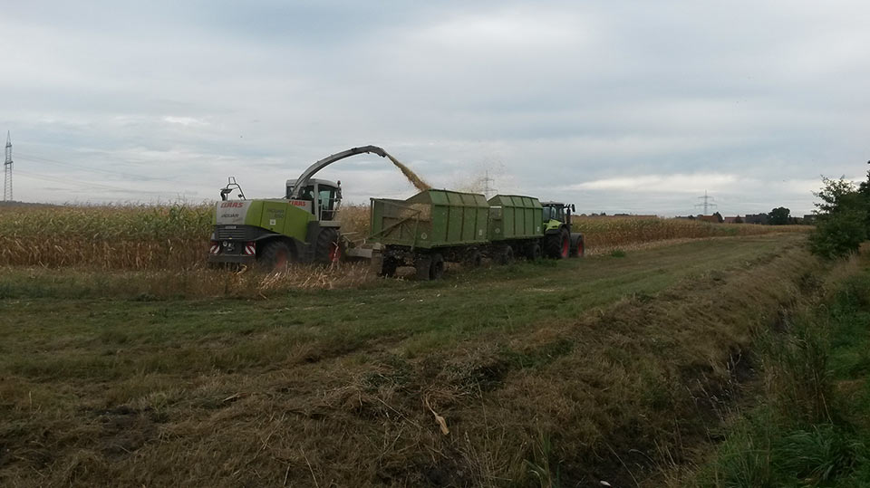 Gras- und Maisanbau